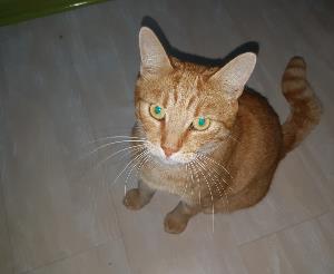   Ronron thrapie  aux Tilleuls 